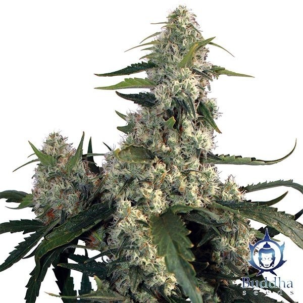 View Planta de maconha Quasar