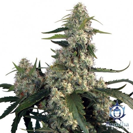 Planta de maconha Quasar