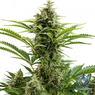 Planta de maconha Vesta