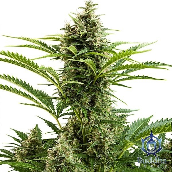 View Planta de maconha Vesta