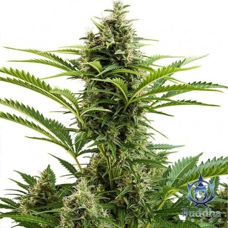 Planta de maconha Vesta