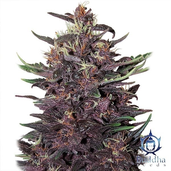 Planta de maconha de Kush roxo