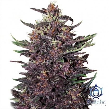 Planta de maconha de Kush roxo