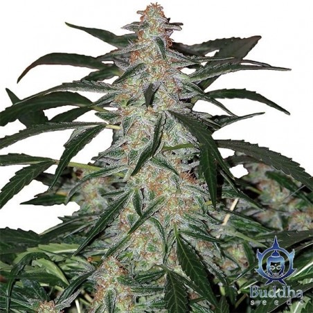 Planta de xarope