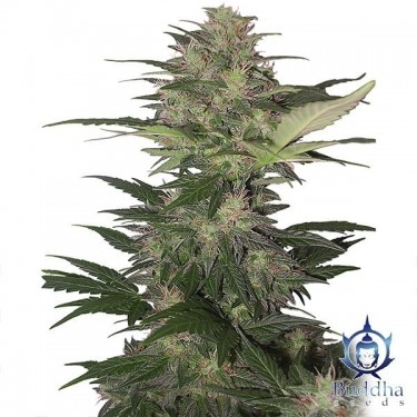 Planta de maconha anã vermelha
