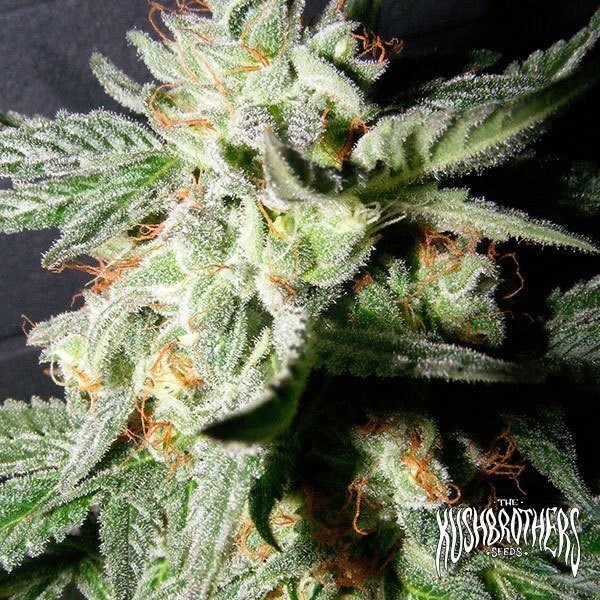 Planta de canábis medicinal confidencial