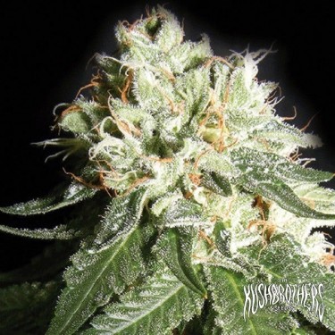 OG Planta de maconha de queijo