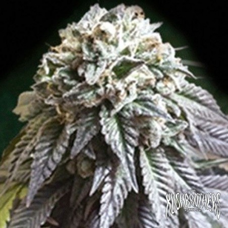 A planta de maconha Dark Side