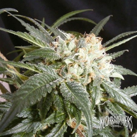 Planta de maconha de Malibu