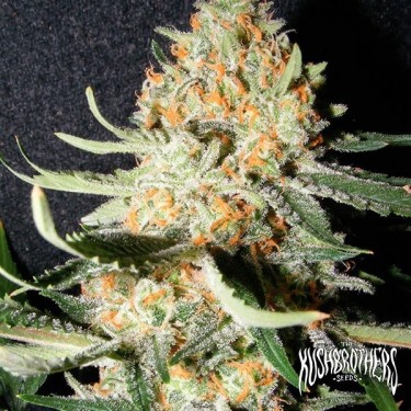 Planta exótica de maconha Kush