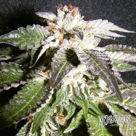 Planta de maconha OG Confidential