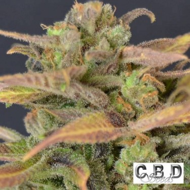 Planta de maconha crítica automática