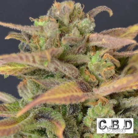 Planta de maconha crítica automática