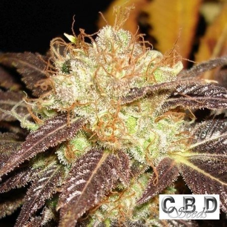 Planta de maconha
