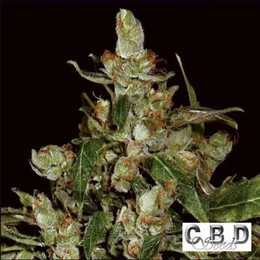 Auto Widow planta de maconha
