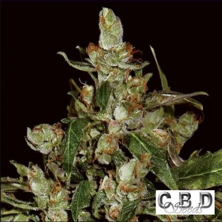 Auto Widow planta de maconha
