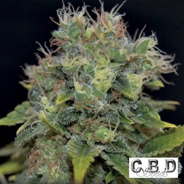 View Planta de maconha