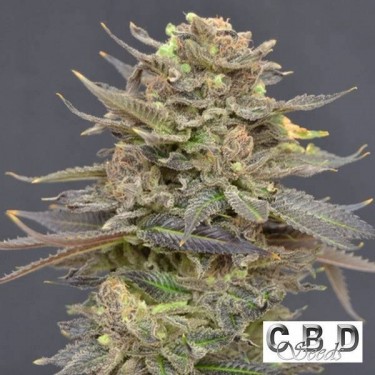 Planta de maconha