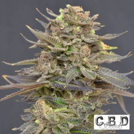 Planta de maconha