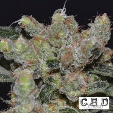 Planta de maconha