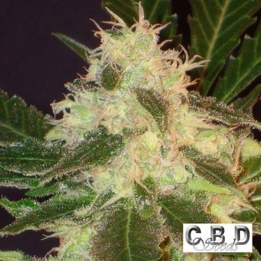 Planta de maconha