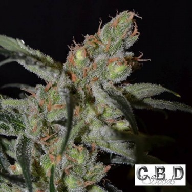 Planta de maconha