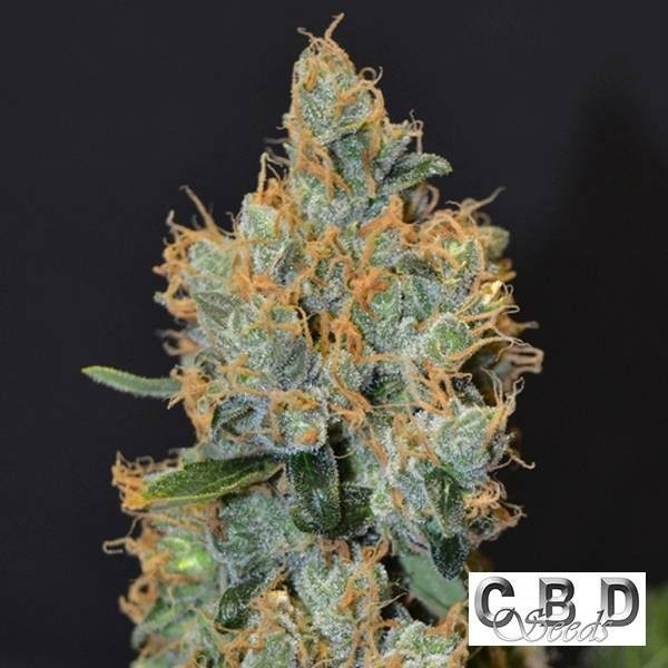 Planta de maconha