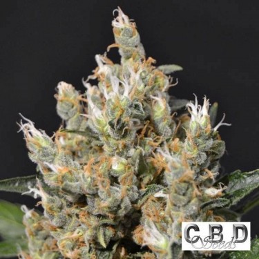 Planta de maconha