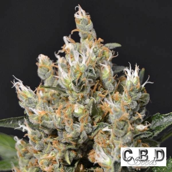 View Planta de maconha