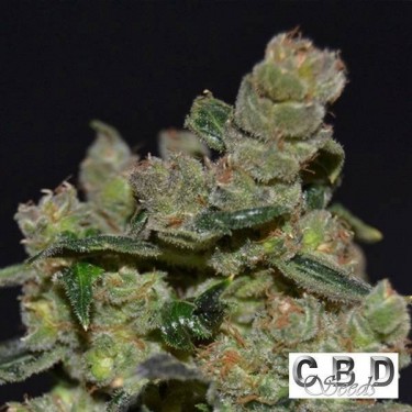 Planta de maconha