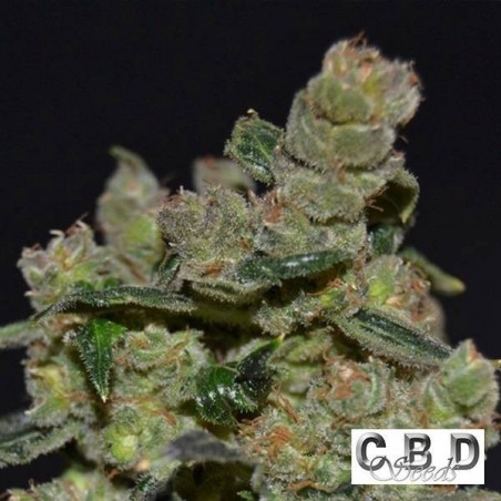 Planta de maconha