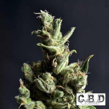 Planta de maconha