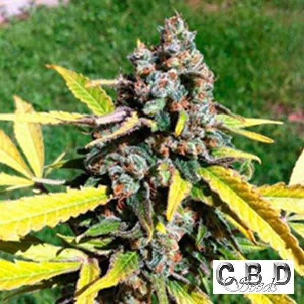 View Planta de maconha