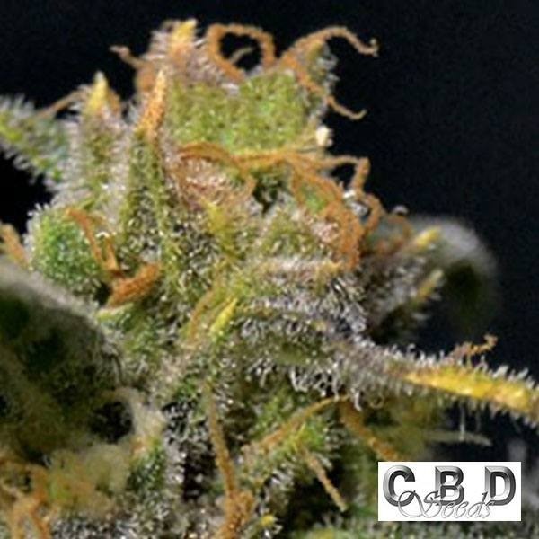 View Planta de maconha