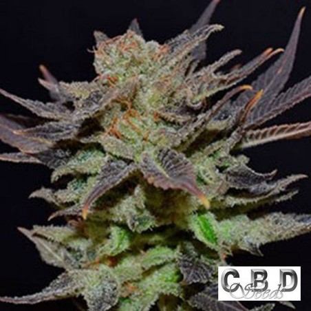 Planta de maconha
