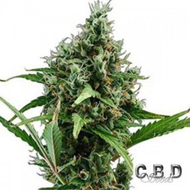 Planta de maconha