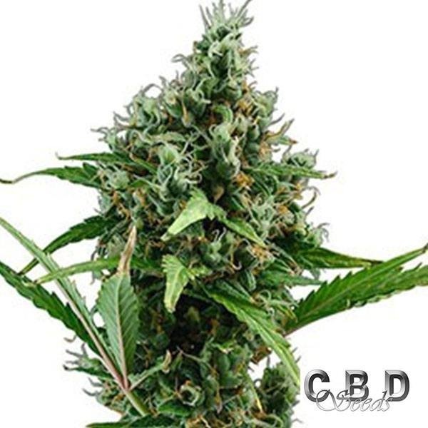 View Planta de maconha