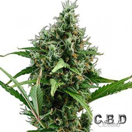 Planta de maconha