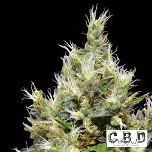 Planta de maconha