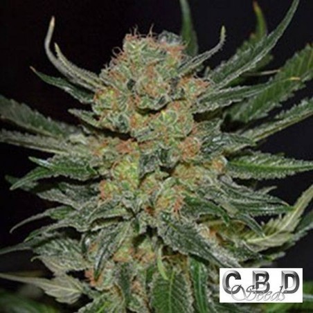 Planta de maconha