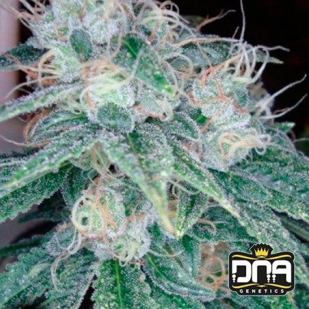 Planta de maconha