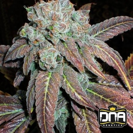 Planta de maconha