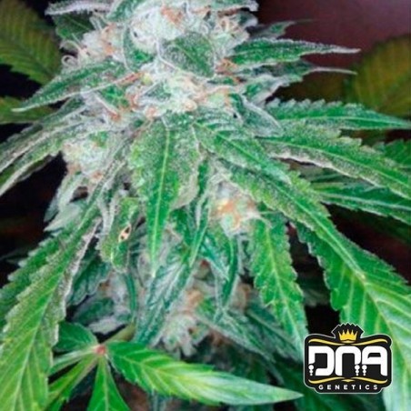 Planta de maconha