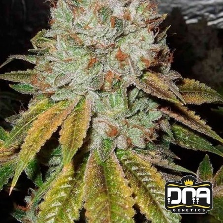 Planta de maconha