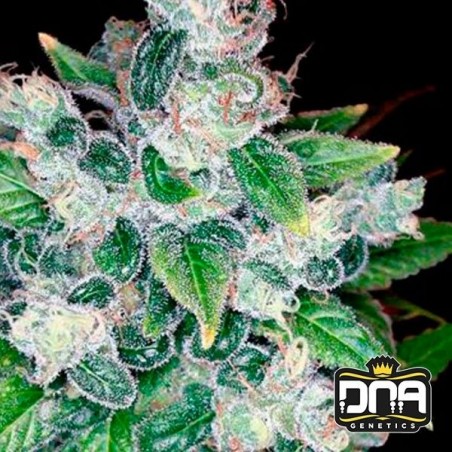 Planta de maconha
