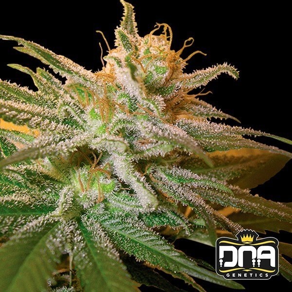 View Planta de maconha