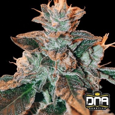 View Planta de maconha