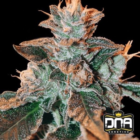 Planta de maconha