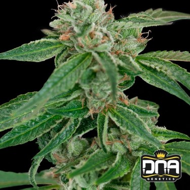 Planta de maconha