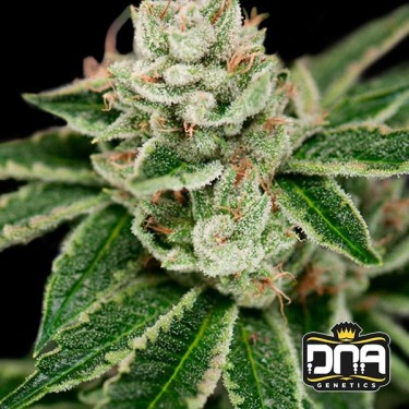 Planta de maconha